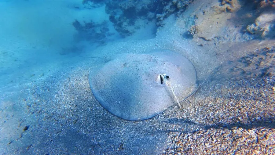 6. Explore Unspoiled Reefs on a Scuba Diving Trip