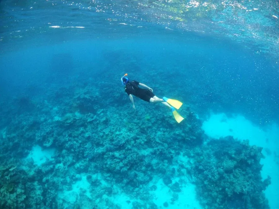 Snorkelling dive underwater robin Mandatory credit to TongaPocketGuide.com Small