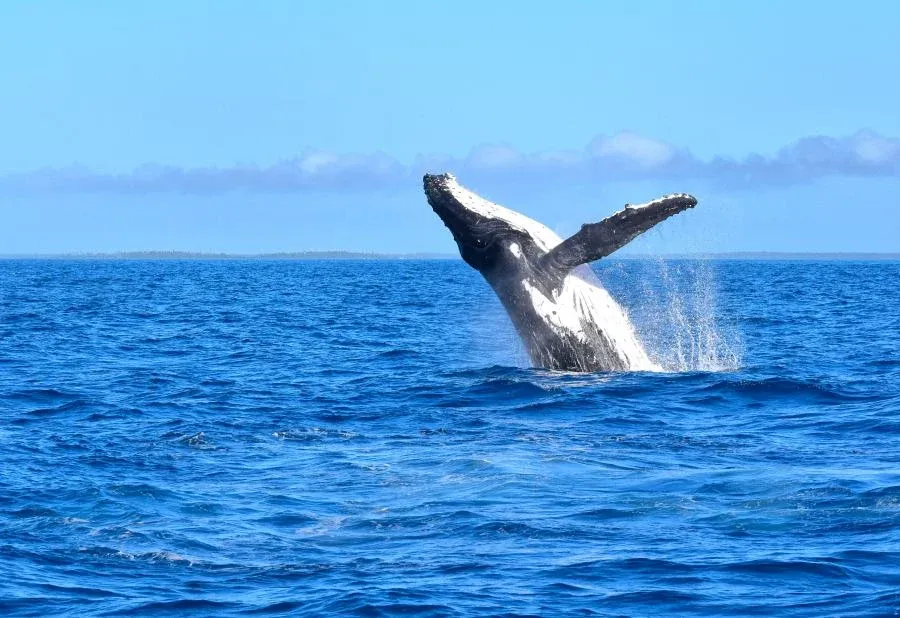 10 Free & Cheap Things To Do in ‘Eua