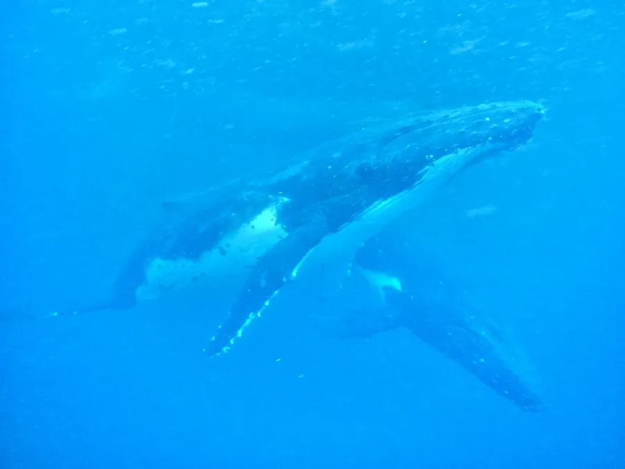10 Health & Wellness Experiences in Tonga