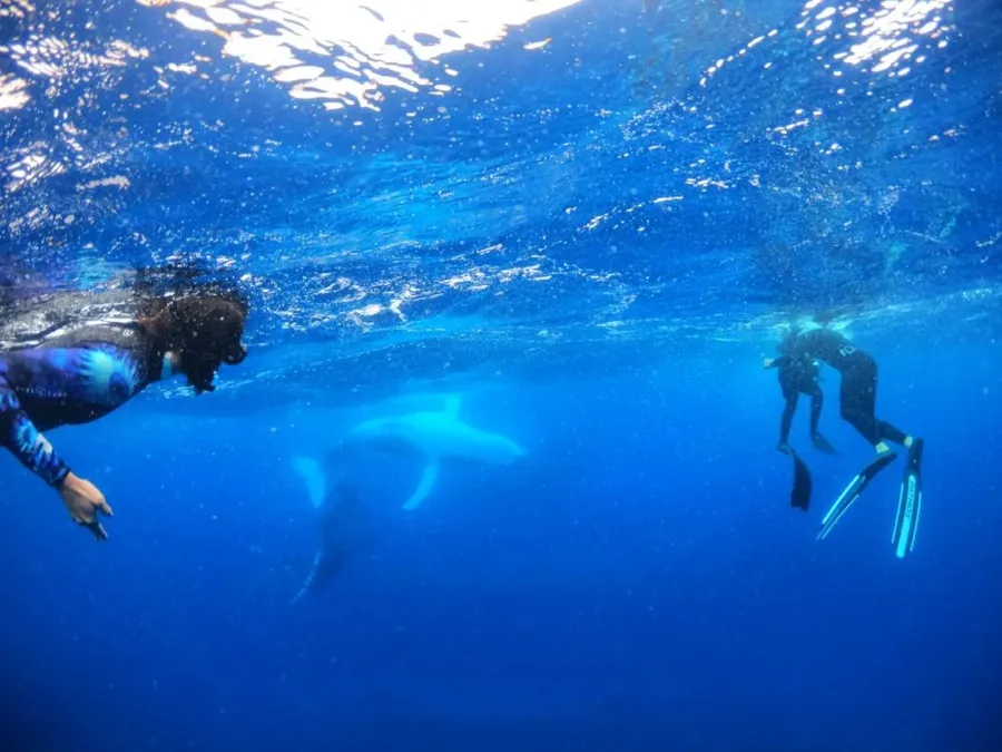The Best Whale Swim Tours in Tongatapu ???? [2023]