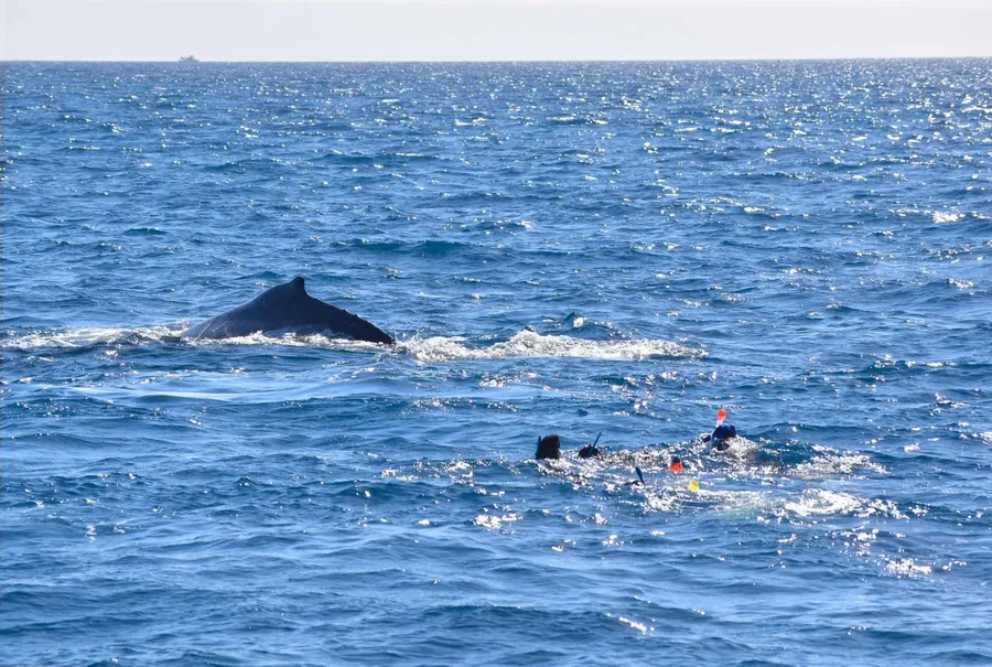 When is the Whale Season in Tonga?