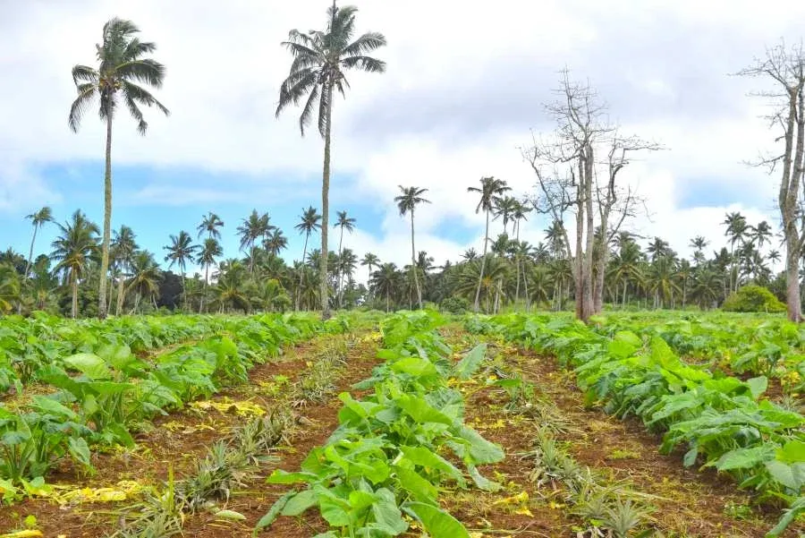 7 Things to Do in Vava’u for Foodies