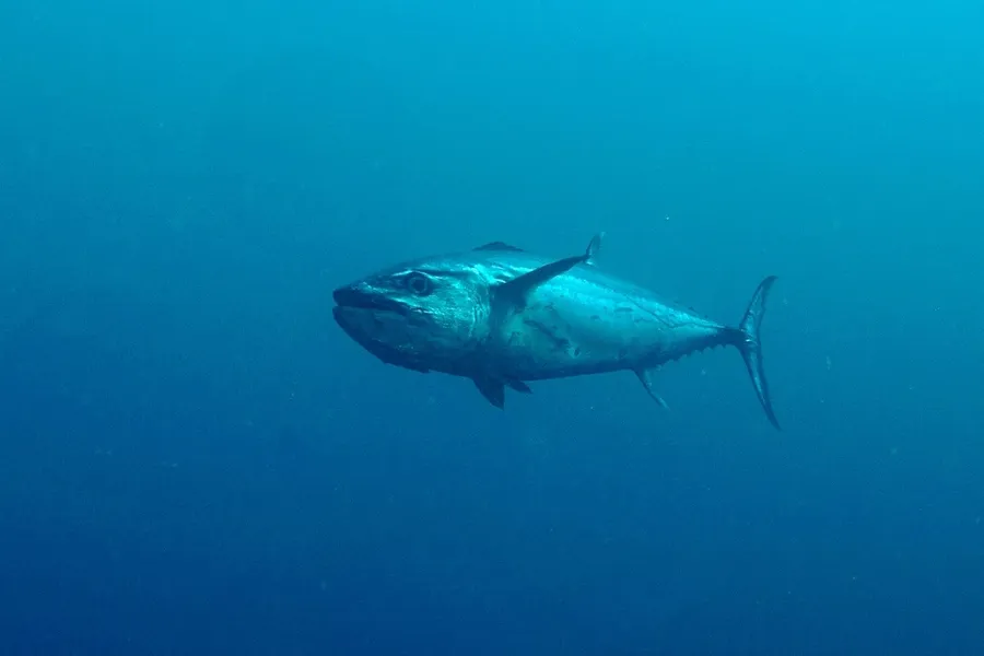 What Types of Fish Can You Fish for in Tonga?
