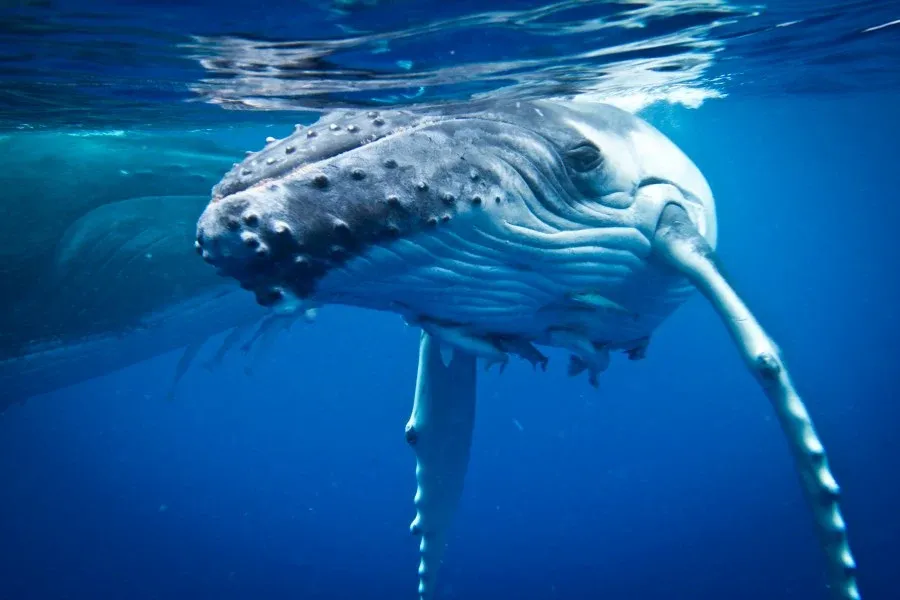 10 Animals & Birds Found in Tonga