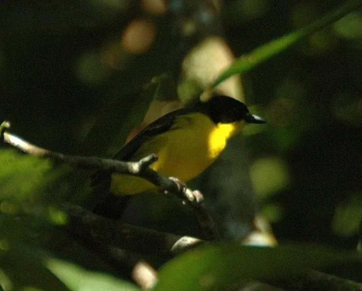 10 Animals & Birds Found in Tonga