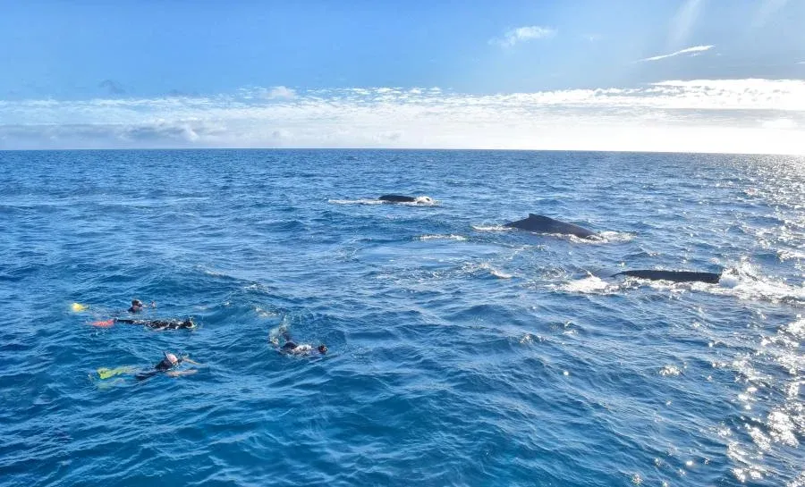 10 Best Whale Swim Tours in Tonga