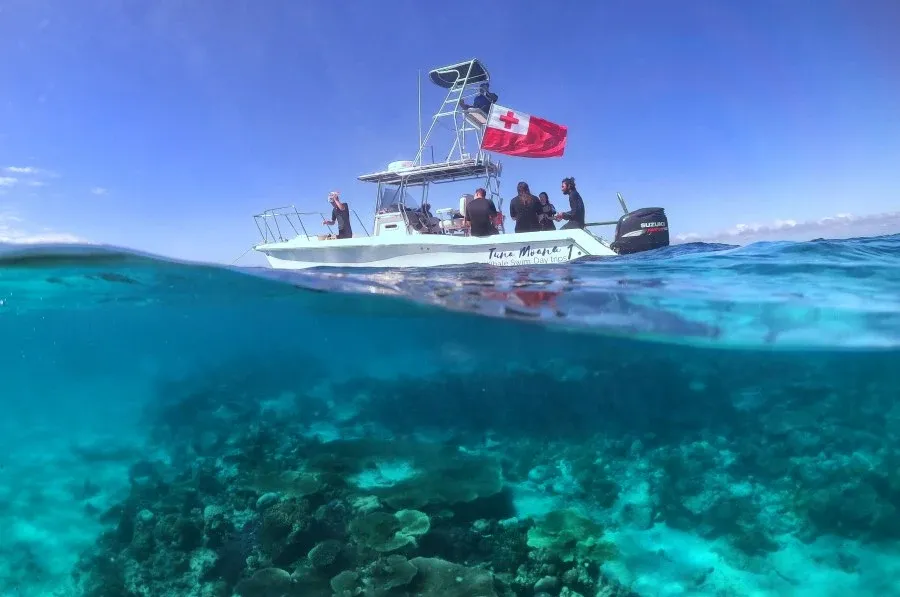 The Guide to Whale Swimming in Tonga