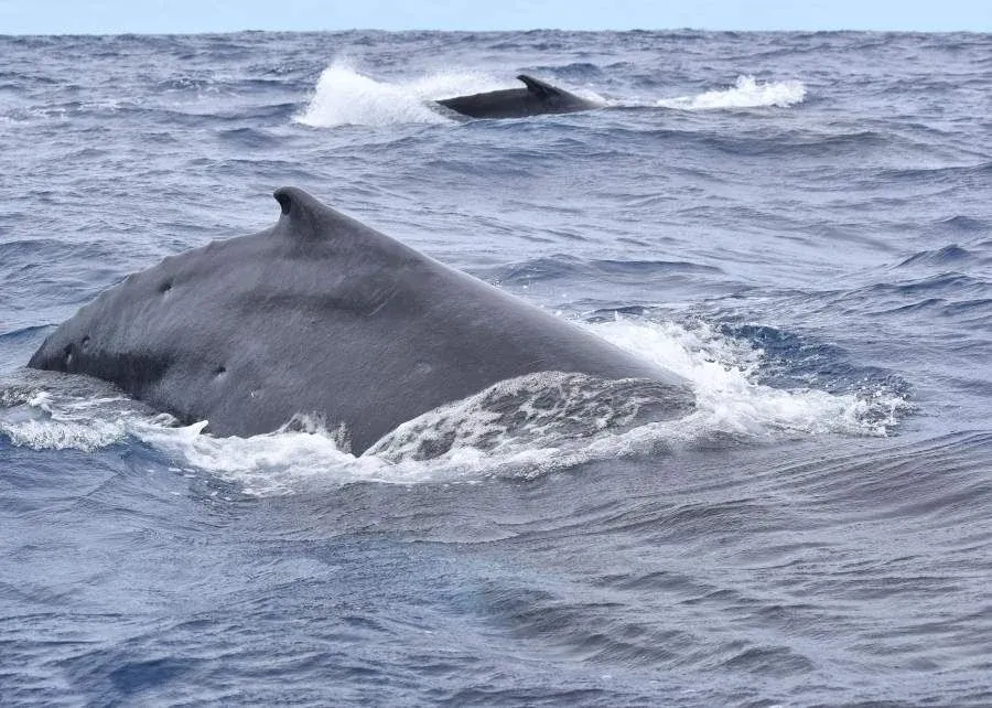 The Best Whale Tours in 'Eua ???? [2023]