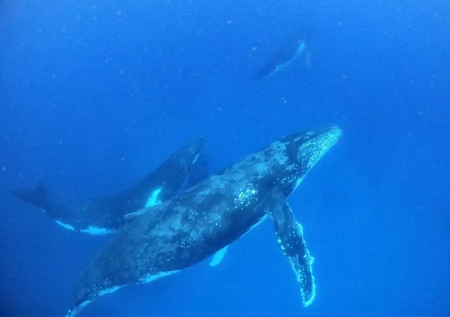 12 BEST Whale Swim Tours in Tonga ???? [2023]