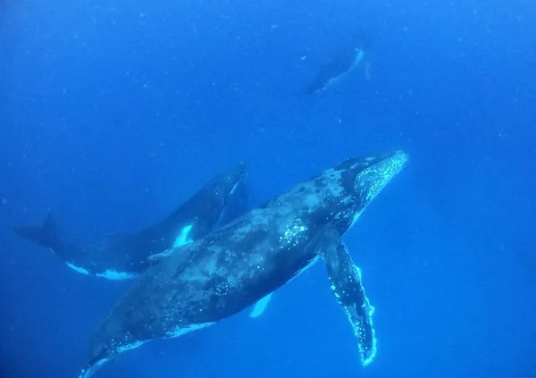 The Best Whale Swim Tours in Tongatapu ???? [2023]