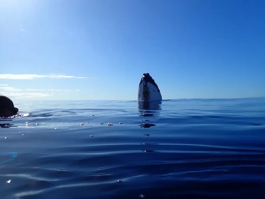 10 BEST Whale Swim Tours in Tonga ???? [2025]