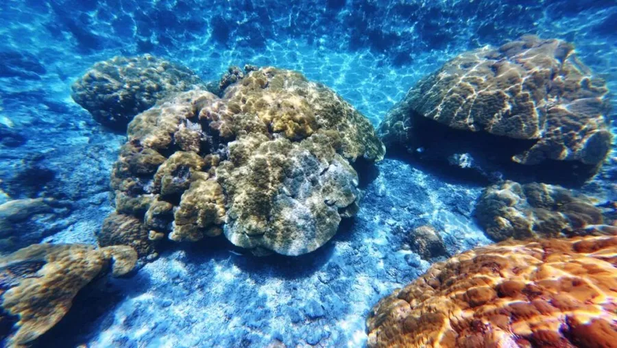 The Best Scuba Diving in Vava'u: Top 10 Places to Scuba Dive