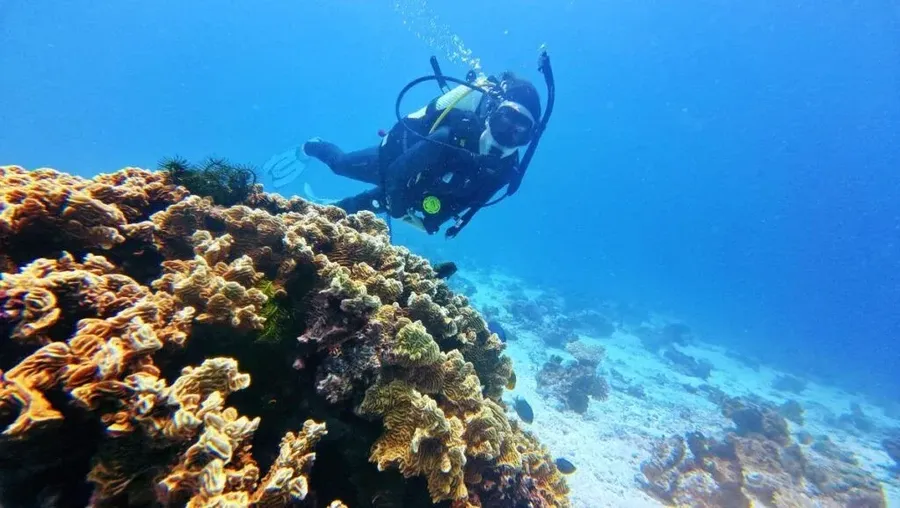 The Best Scuba Diving in Vava'u: Top 10 Places to Scuba Dive