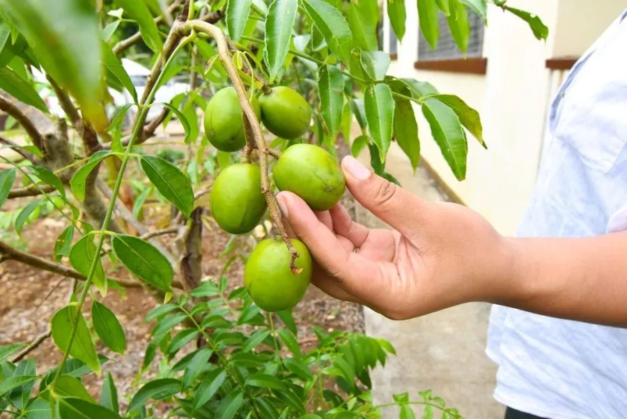 10 Exotic Fruits in Tonga You Have to Try