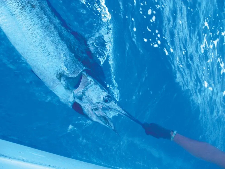 10 Luxury Activities in Vava'u