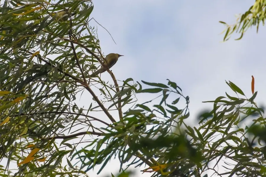 A Traveller’s Guide to Wildlife in Tonga