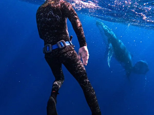 12 BEST Whale Swim Tours in Tonga ???? [2023]