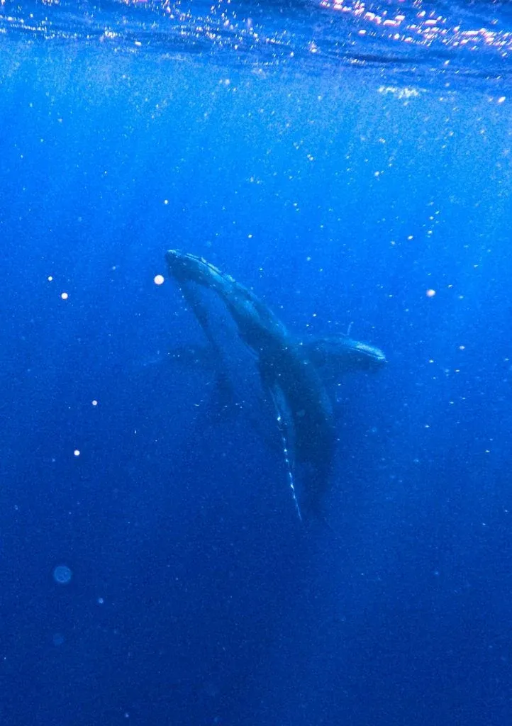 Is it Safe to Swim with Whales in Tonga?