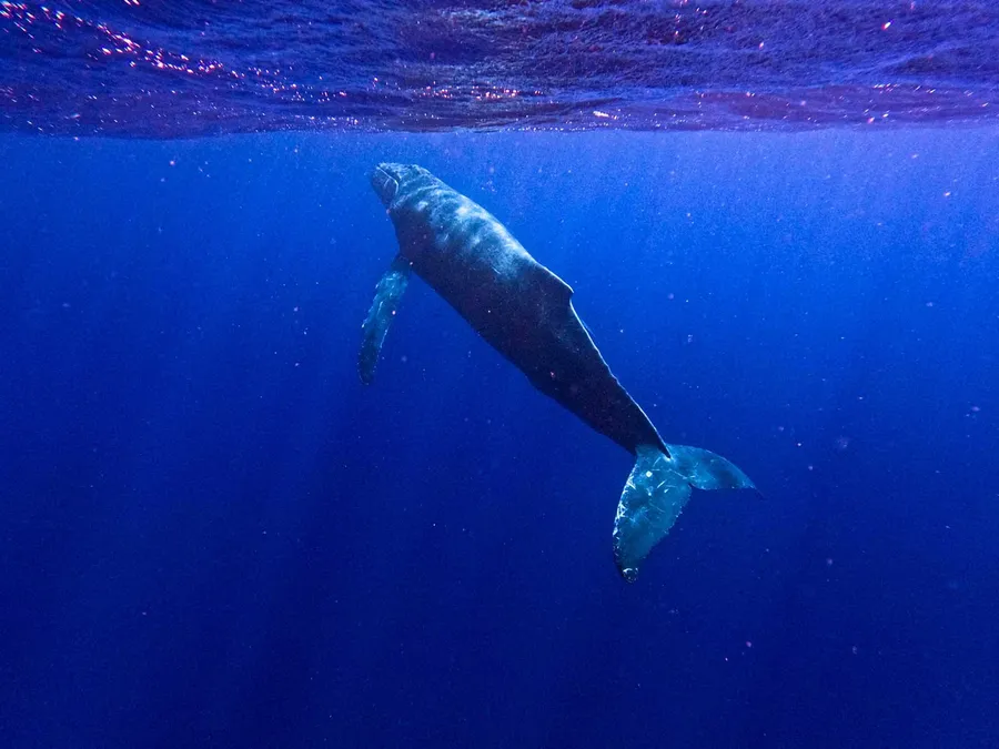 The Best Whale Tours in 'Eua ???? [2023]