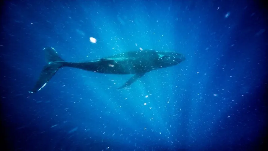 50 BEST Things to Do on Tongatapu