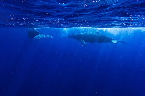 Tonga Whales: The Guide to Whale Swimming in Tonga 🐳 [2025]