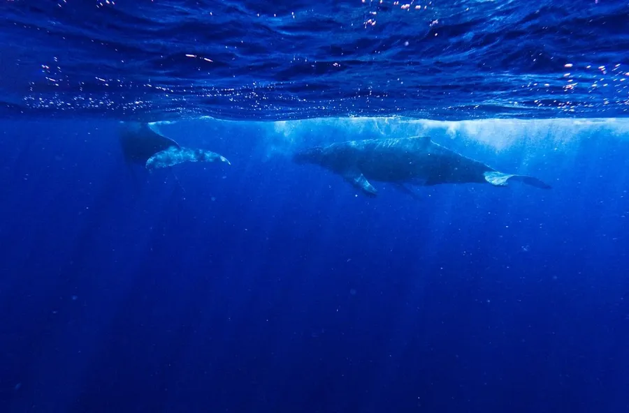 Tonga Whales: The Guide to Whale Swimming in Tonga 🐳 [2025]