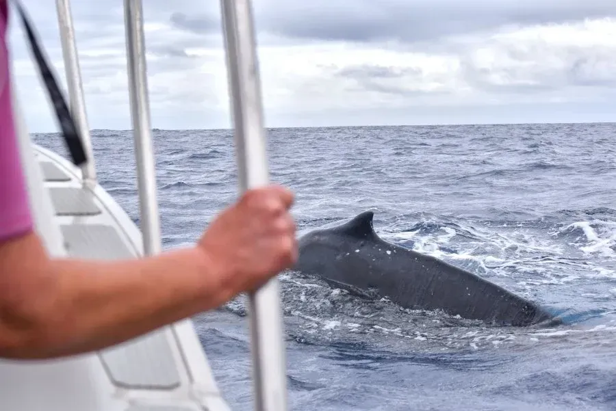 Tonga Adult-Only Itinerary: 5 Days