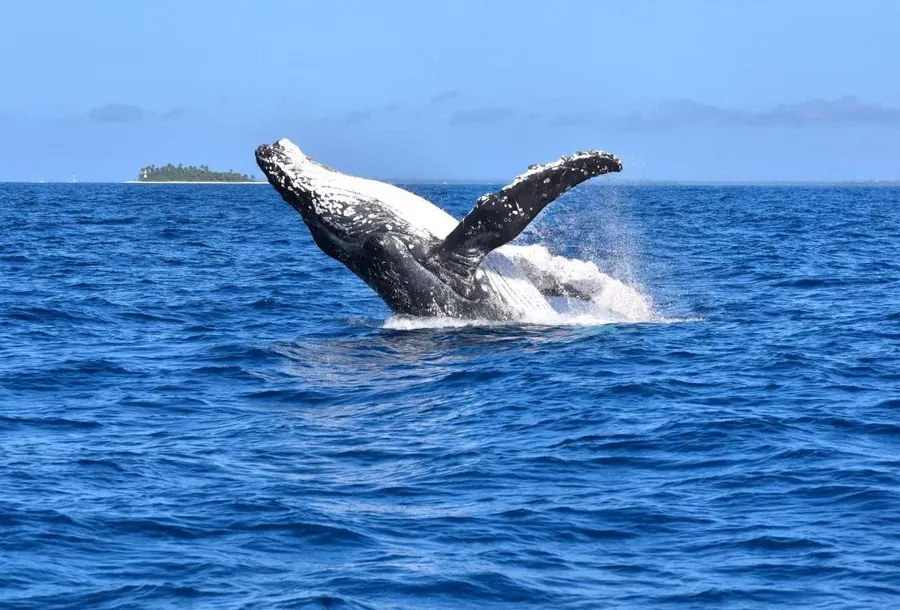 10 Ways to Save Money on Car Rental in Tonga