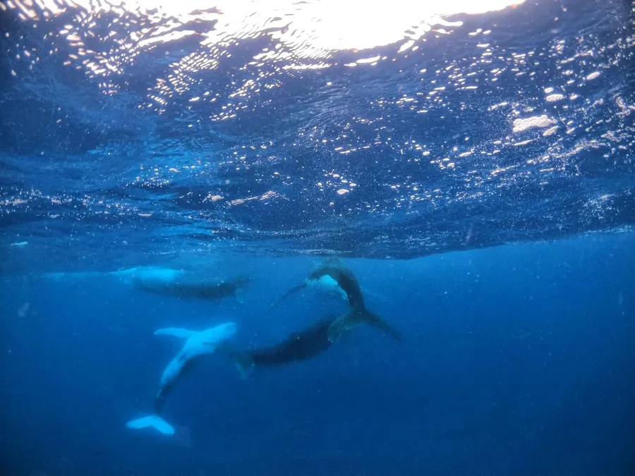 Where to Swim with Whales in Tonga: The Best Islands ????