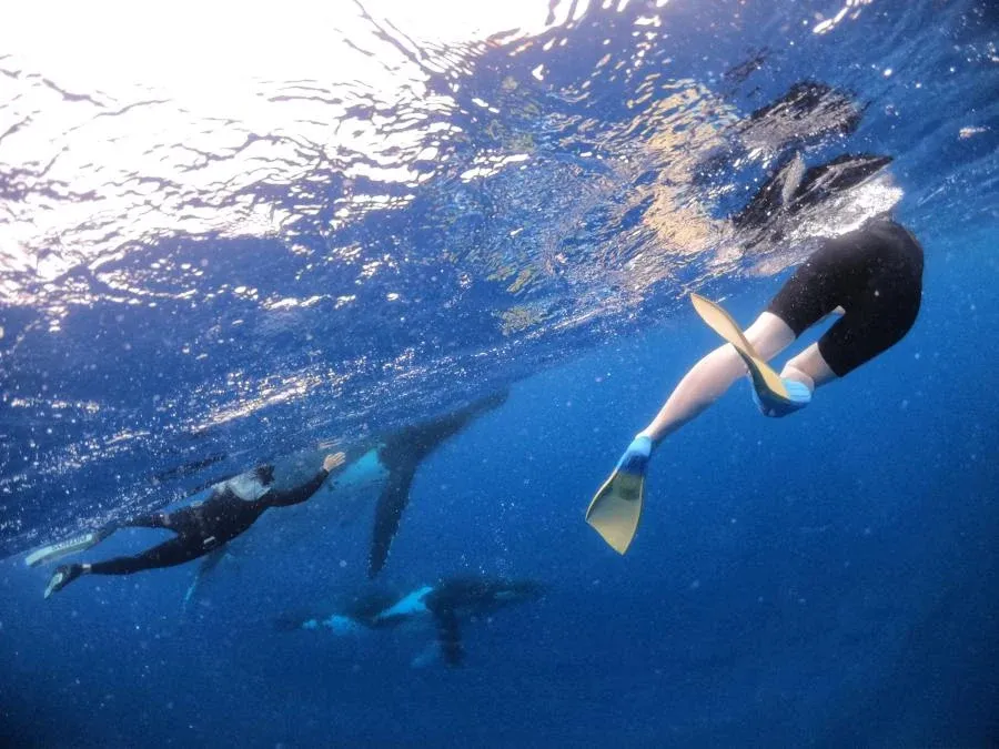 10 Tips for Swimming with Whales in Tonga