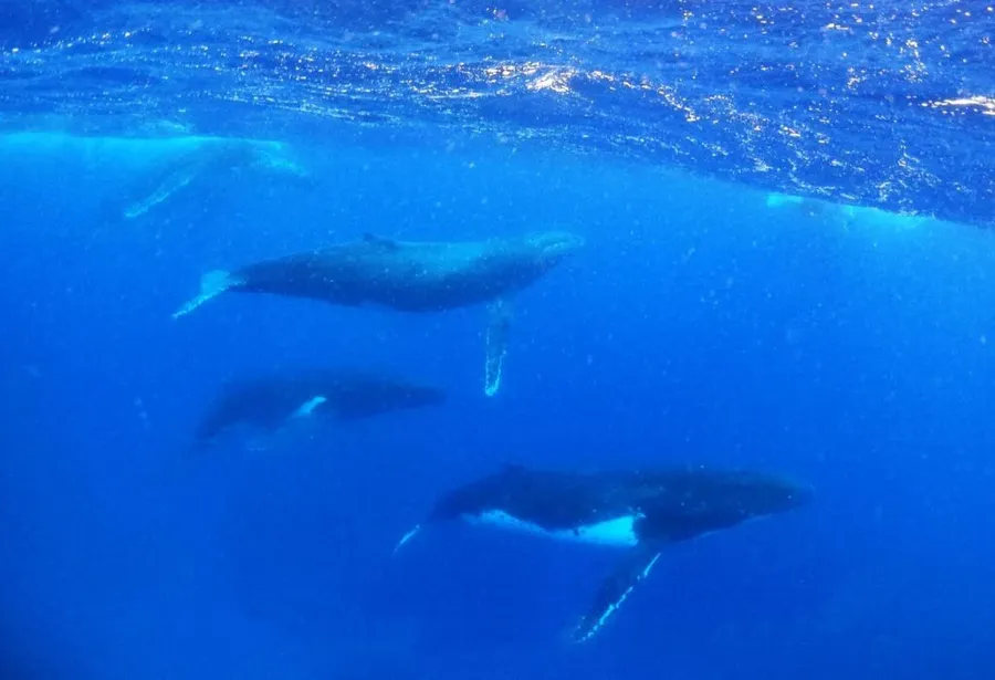 10 Best Whale Swim Tours in Vava'u [2025]