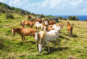 The Guide to Horse Riding in Tonga