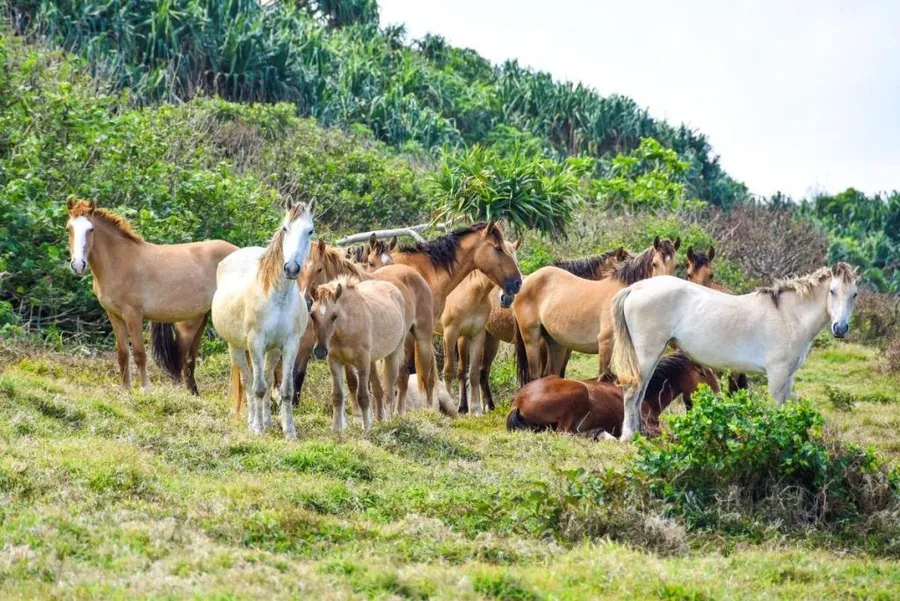 10 Animals & Birds Found in Tonga