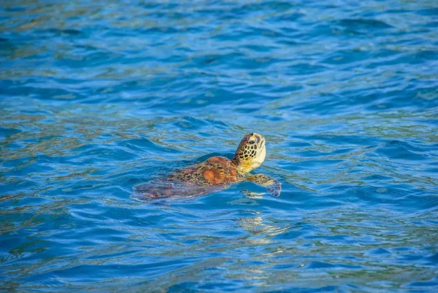 10 Animals & Birds Found in Tonga