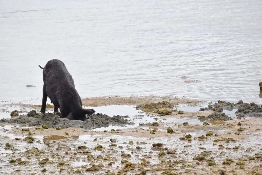 10 Animals &amp; Birds Found in Tonga