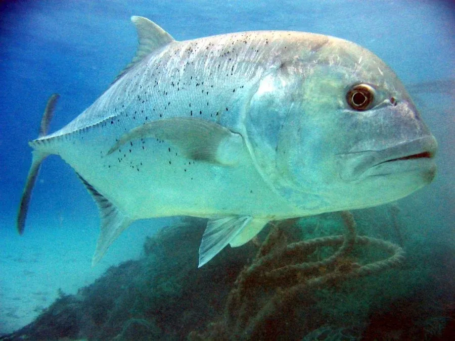What Types of Fish Can You Fish for in Tonga?