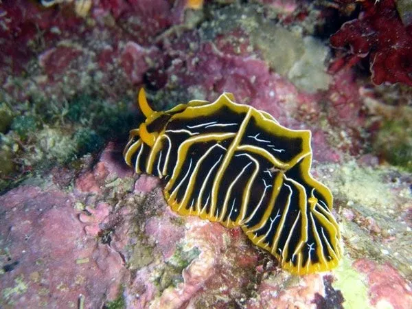 10 Best Dive Sites in Vava'u