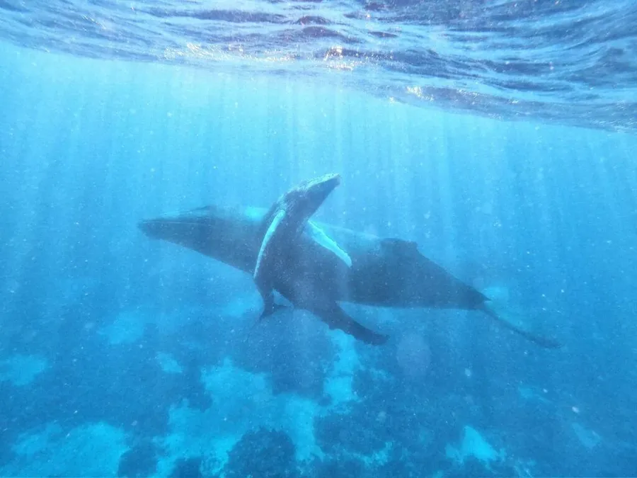 31 Tips for Travelling in Tonga